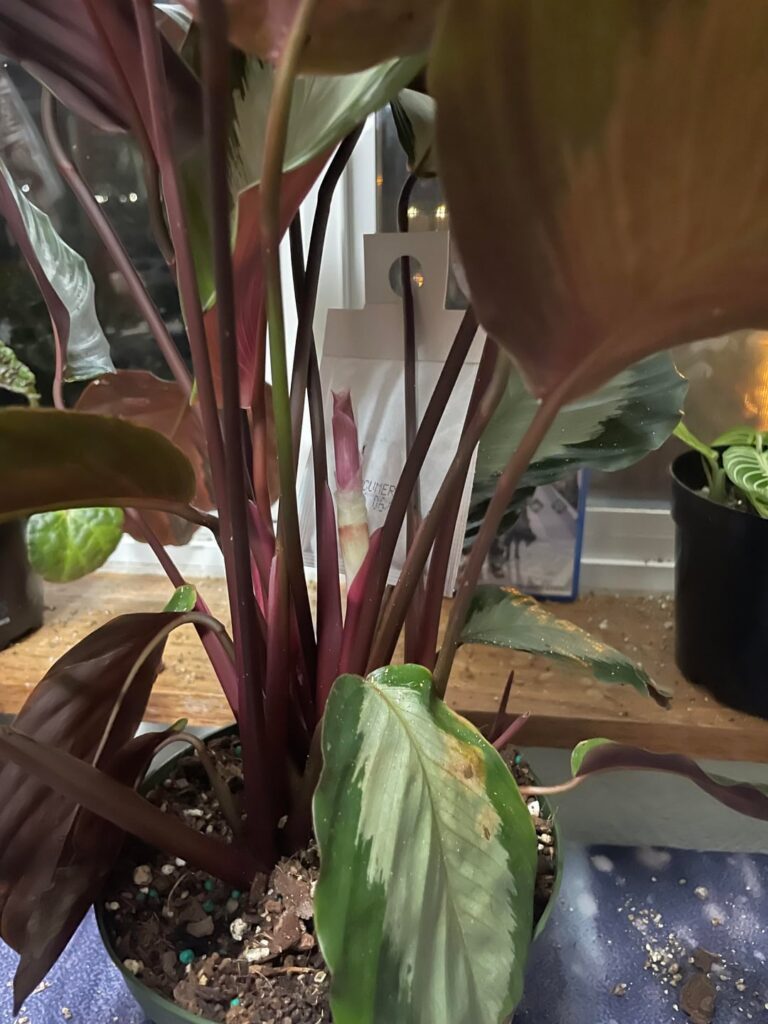 Flowering Royal Standard