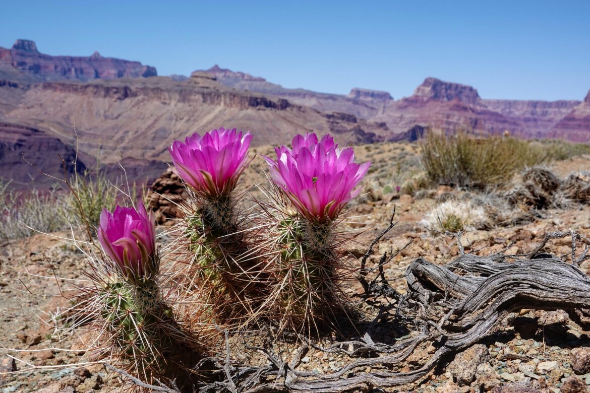Hedgehog cactus (Echinocereus Fendleri) in Grand Canyon National Park [OC]