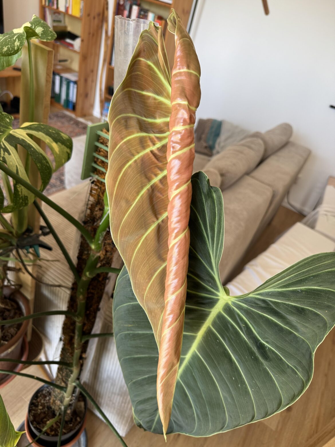 New Leaf of my Melano