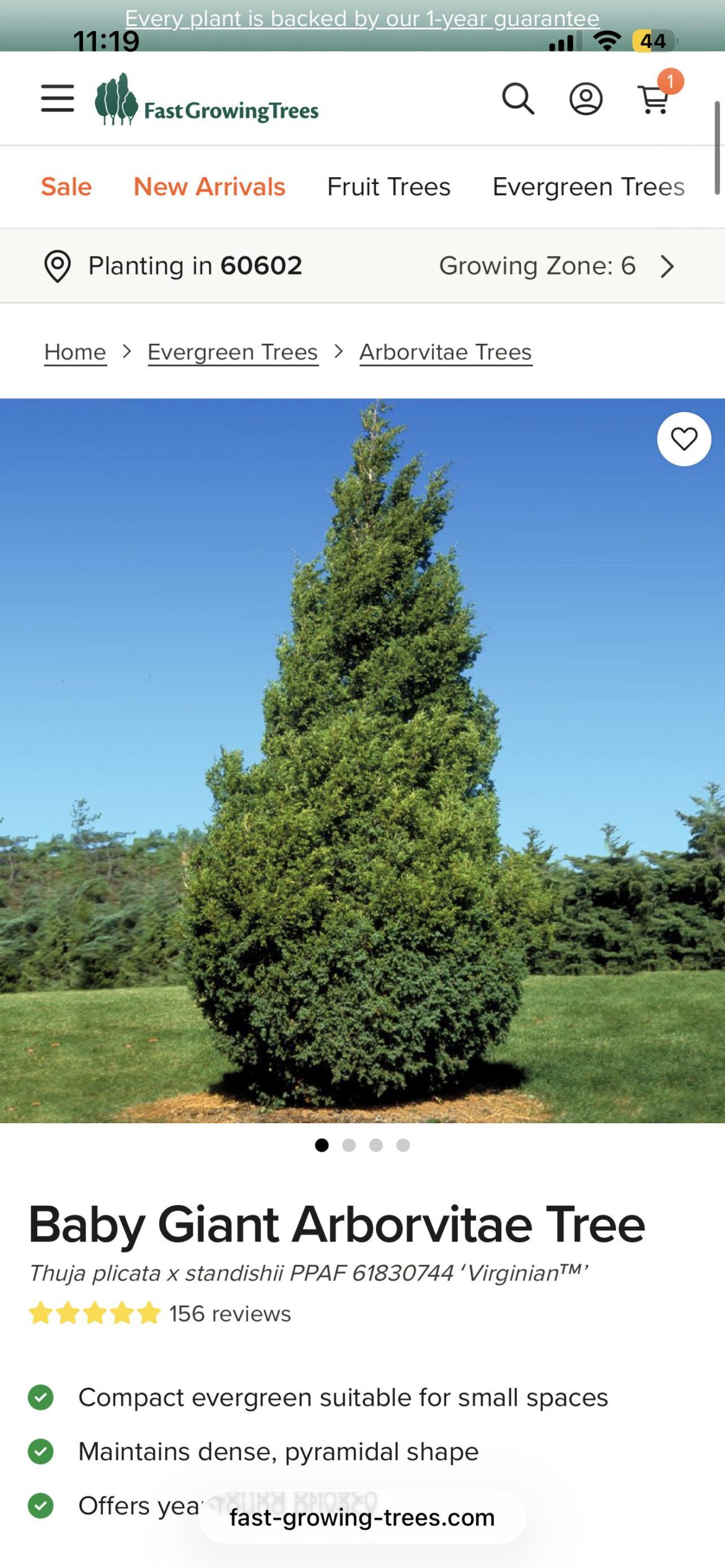 Baby giant arborvitae