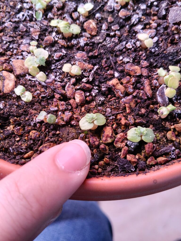 baby chonkers (dorstenia seedlings, around 2 weeks old)