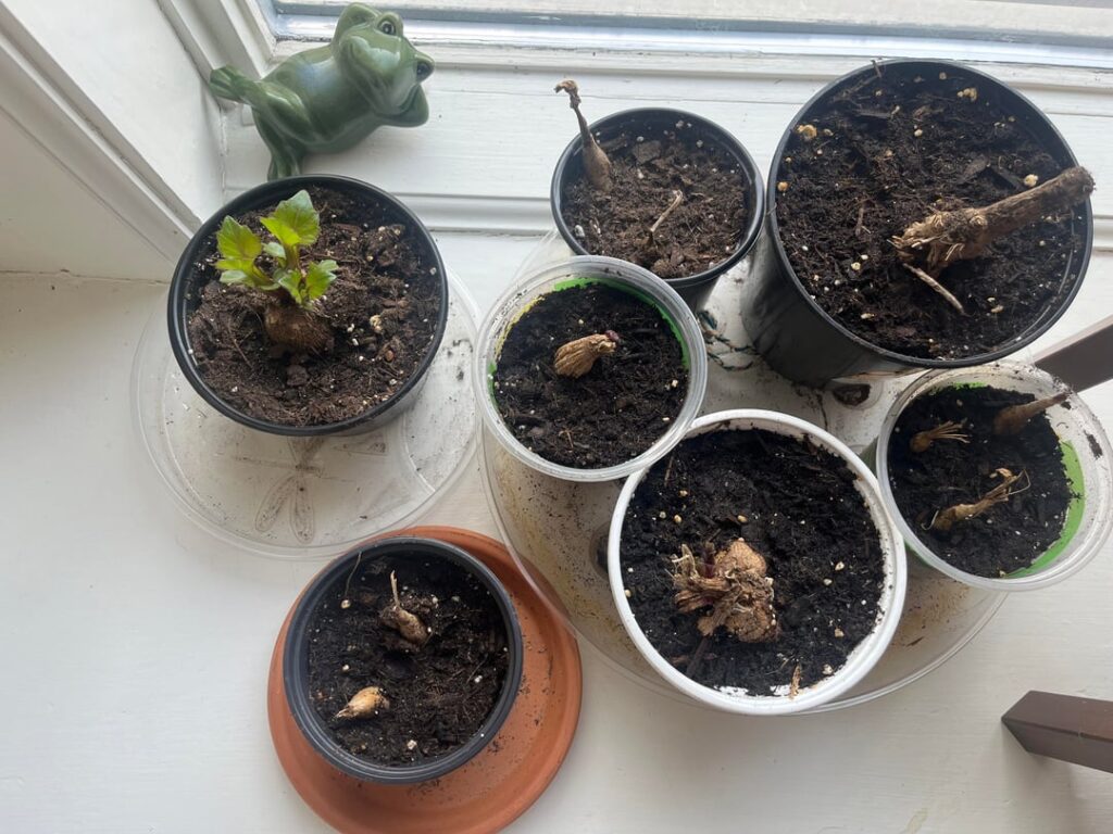 sprouts not growing (starting indoors) sprouts not growing (starting indoors)