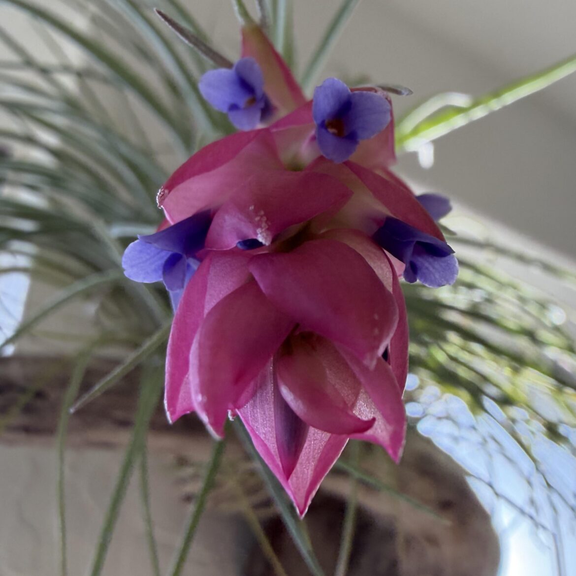 Blooming air plant, Tillandsia fasciculata
