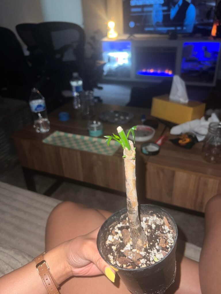moneytree rescue moneytree rescue