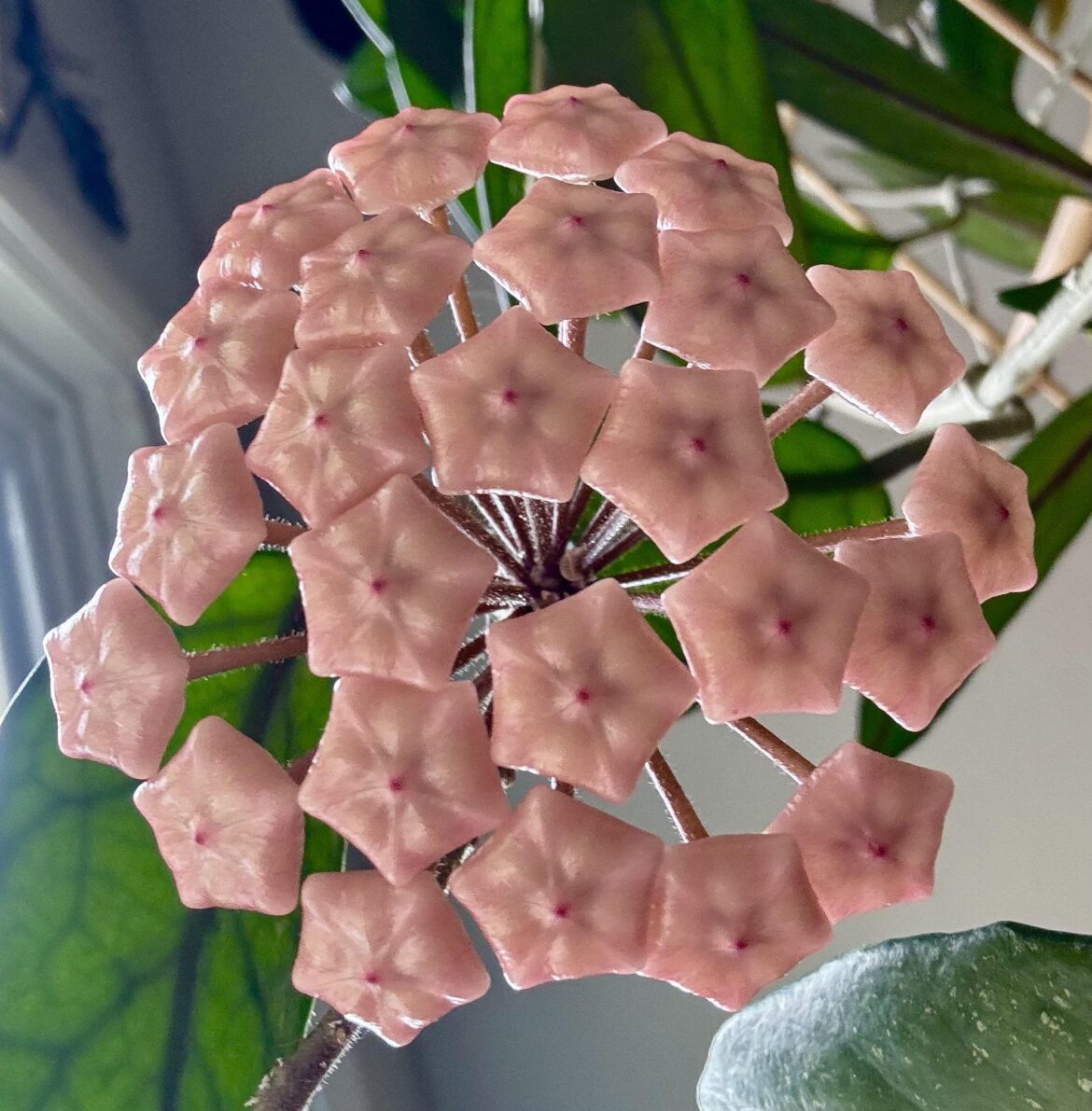 The beginning of a bloom! I’m so excited!