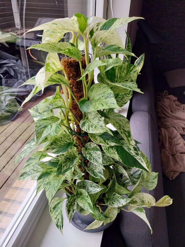 Marble Queen Moss Pole