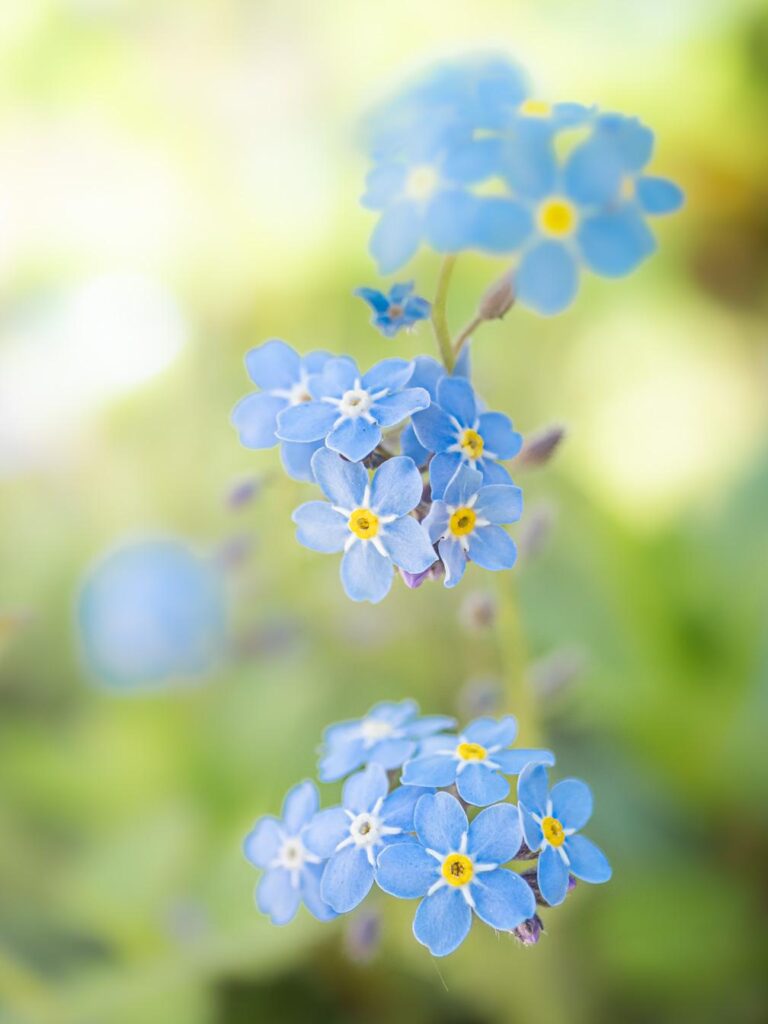 Bluebellicious