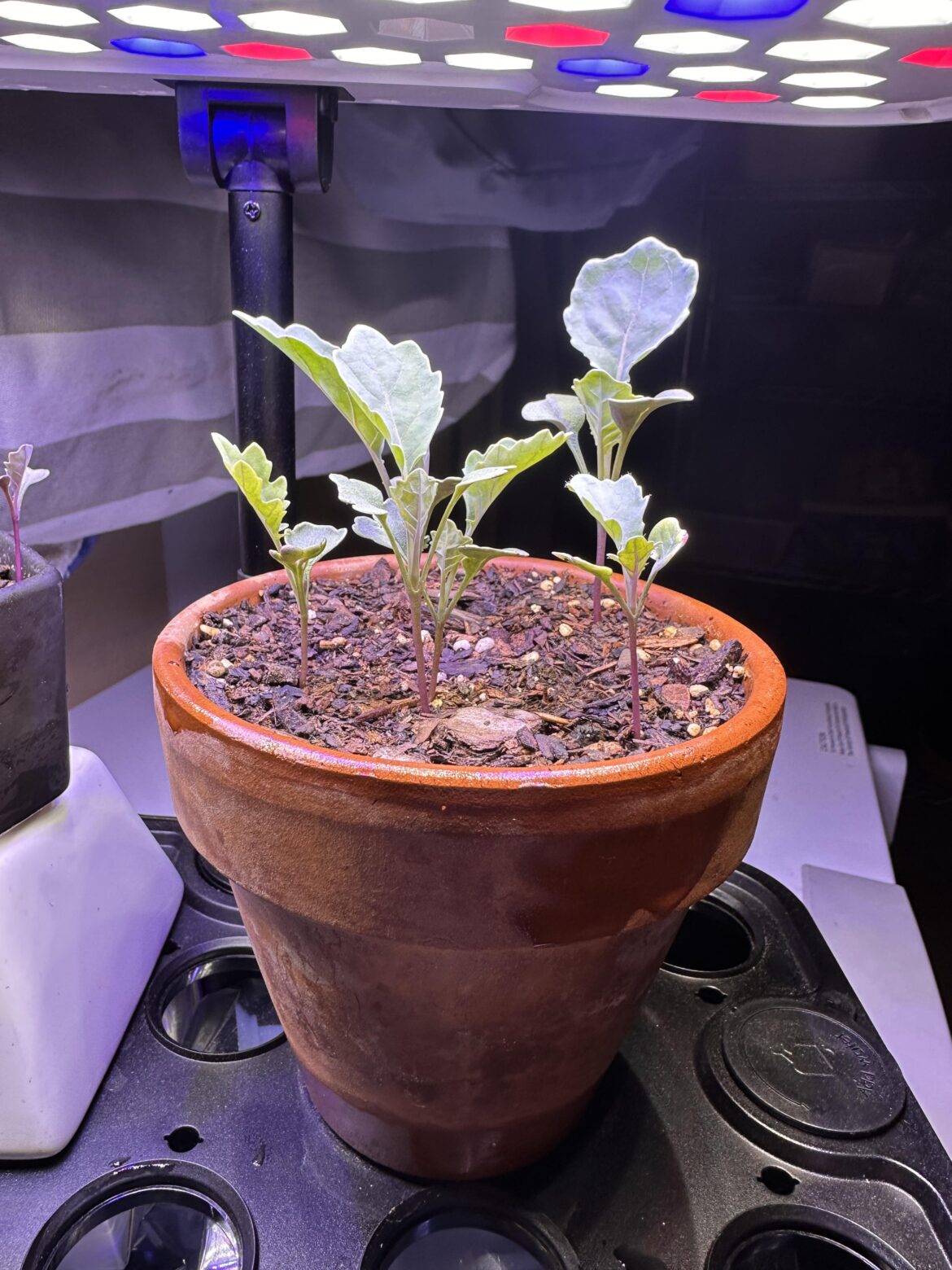 Broccoli ready to transplant into ground?