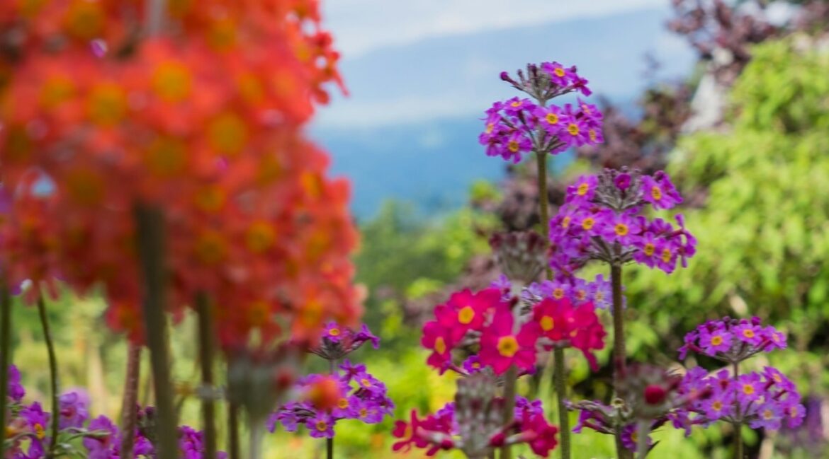 Learn to Plan Specialty Gardens at Master Gardener Workshop Learn to Plan Specialty Gardens at Master Gardener Workshop