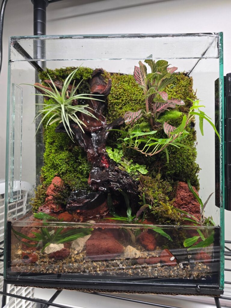 First Paludarium, complete with driftwood waterfall First Paludarium, complete with driftwood waterfall
