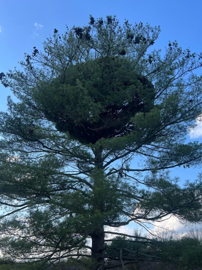 WTH is going on with this tree?