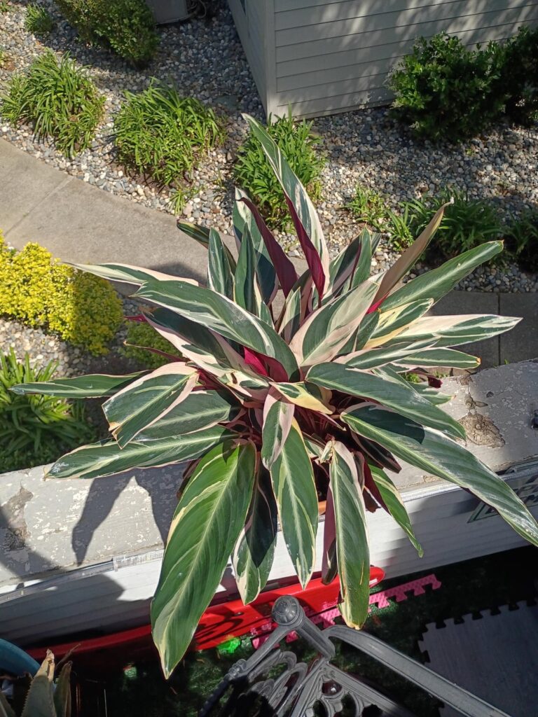 My thriostar