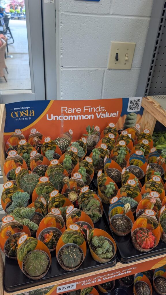 Hit the mother lode of Walmart/Costa rare cactus today !