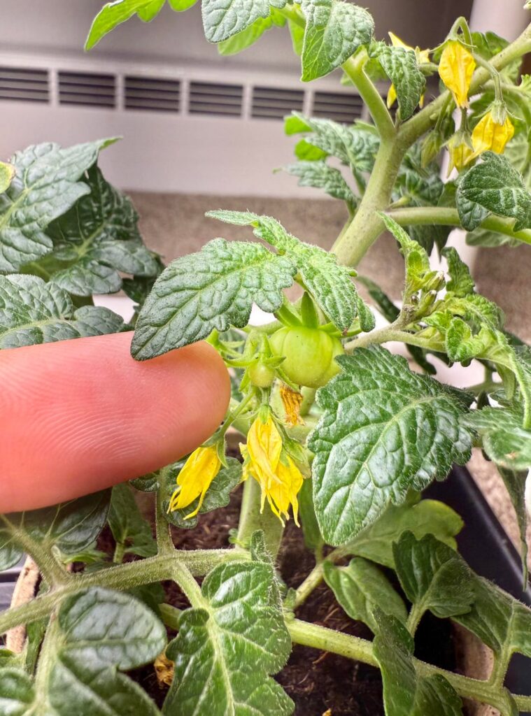 First time starting from seed