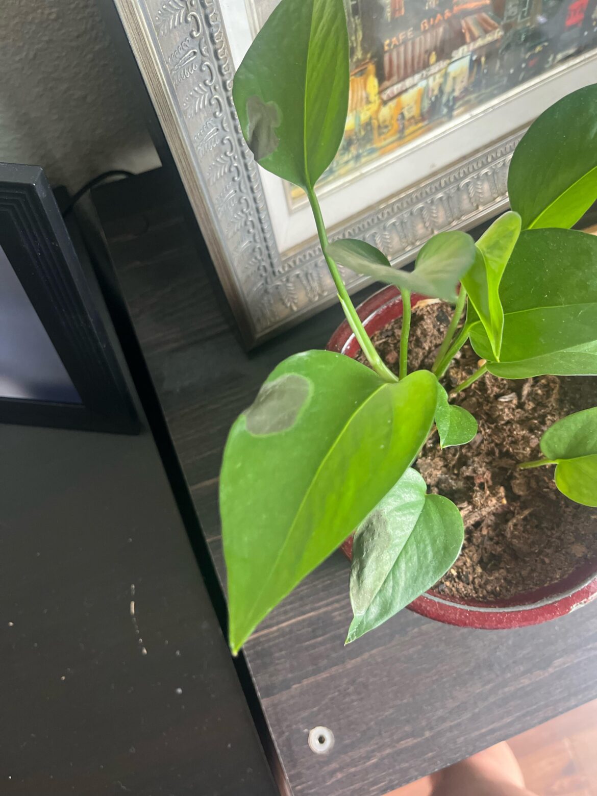 Why is my plant turning black?