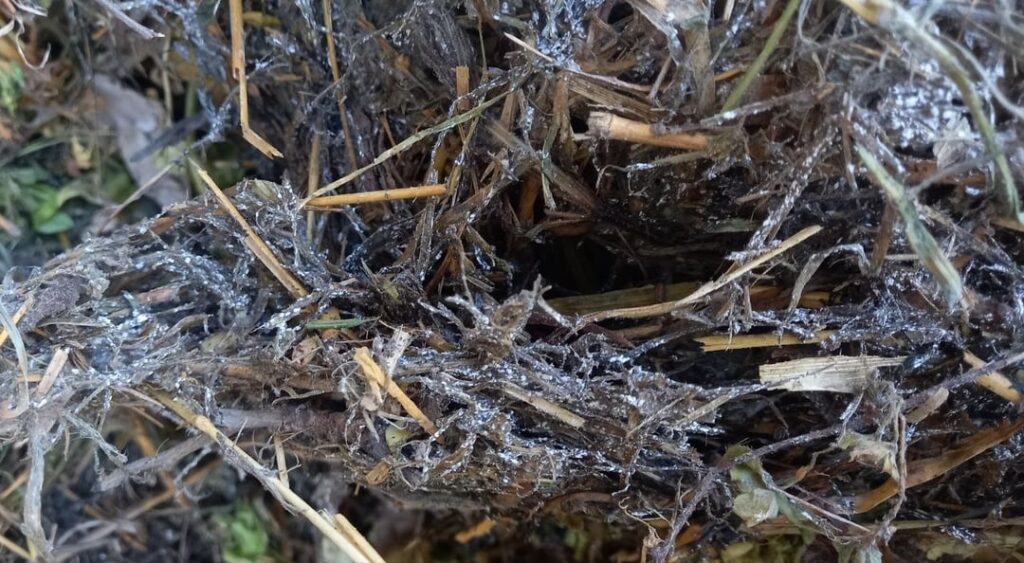 What is it on the grass in my compost?