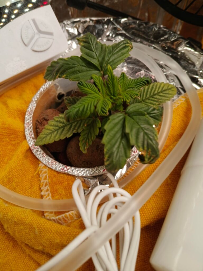 Help with plant Help with plant