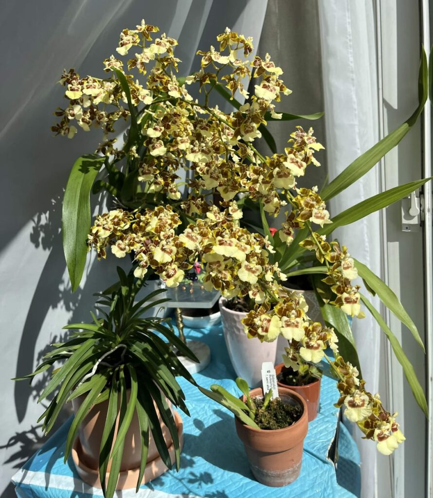 Oncidium rebloom