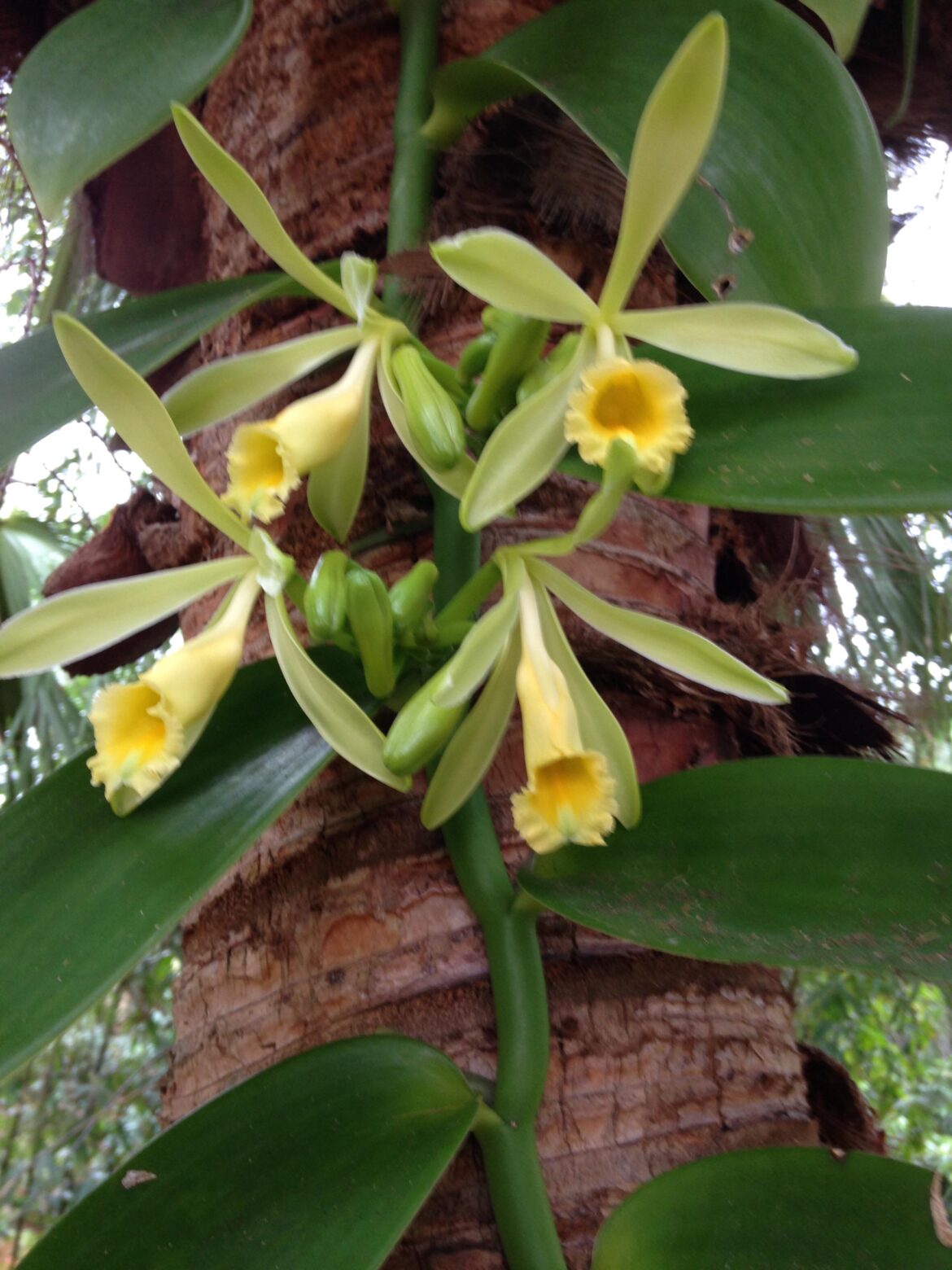 Vanilla Orchid