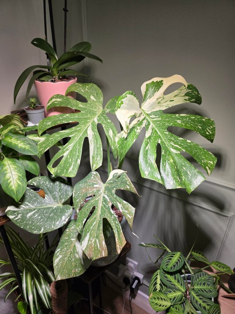 Any ideal on my monstera leaves browning? Any ideal on my monstera leaves browning?