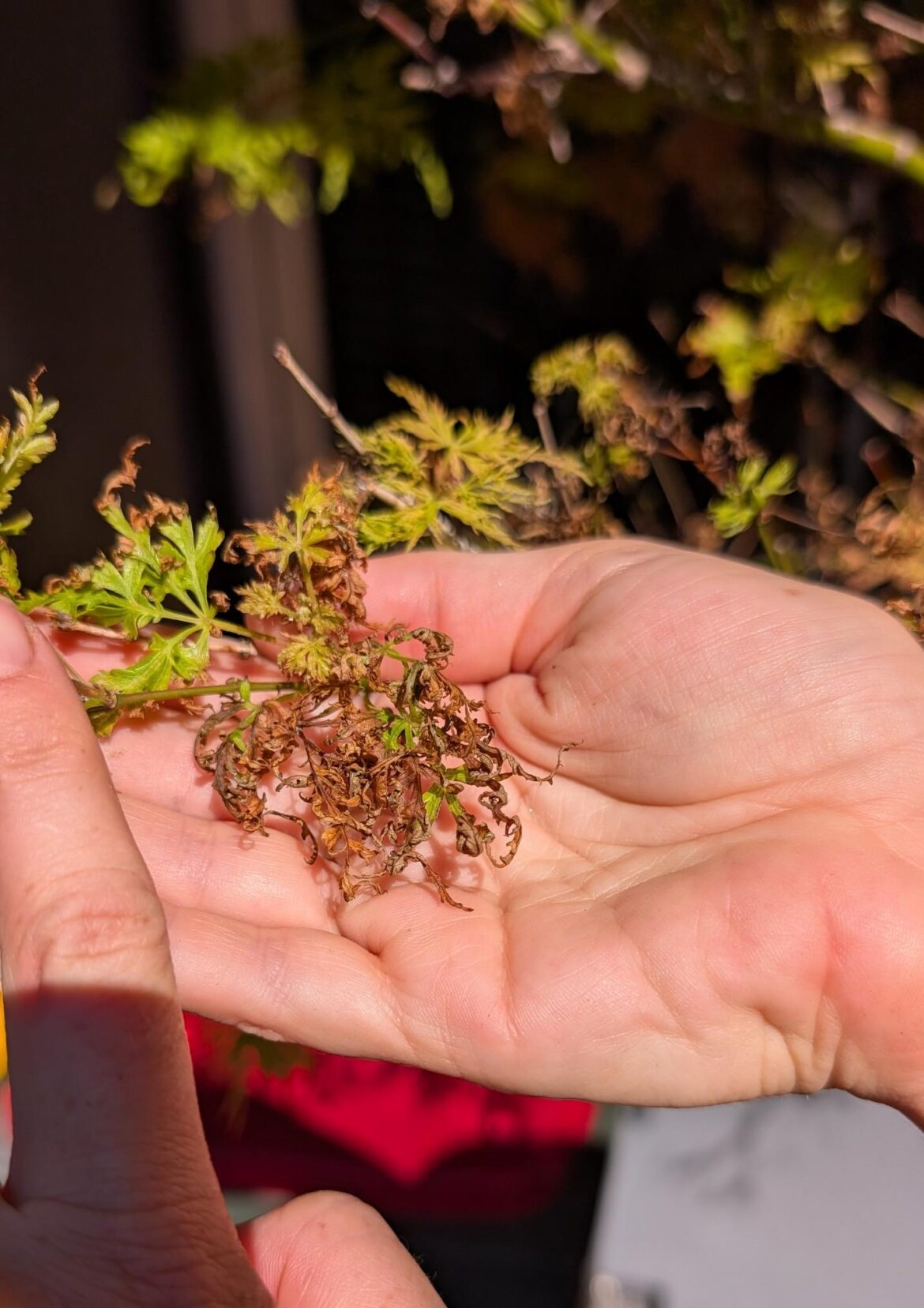 Japanese Maple shriveling?