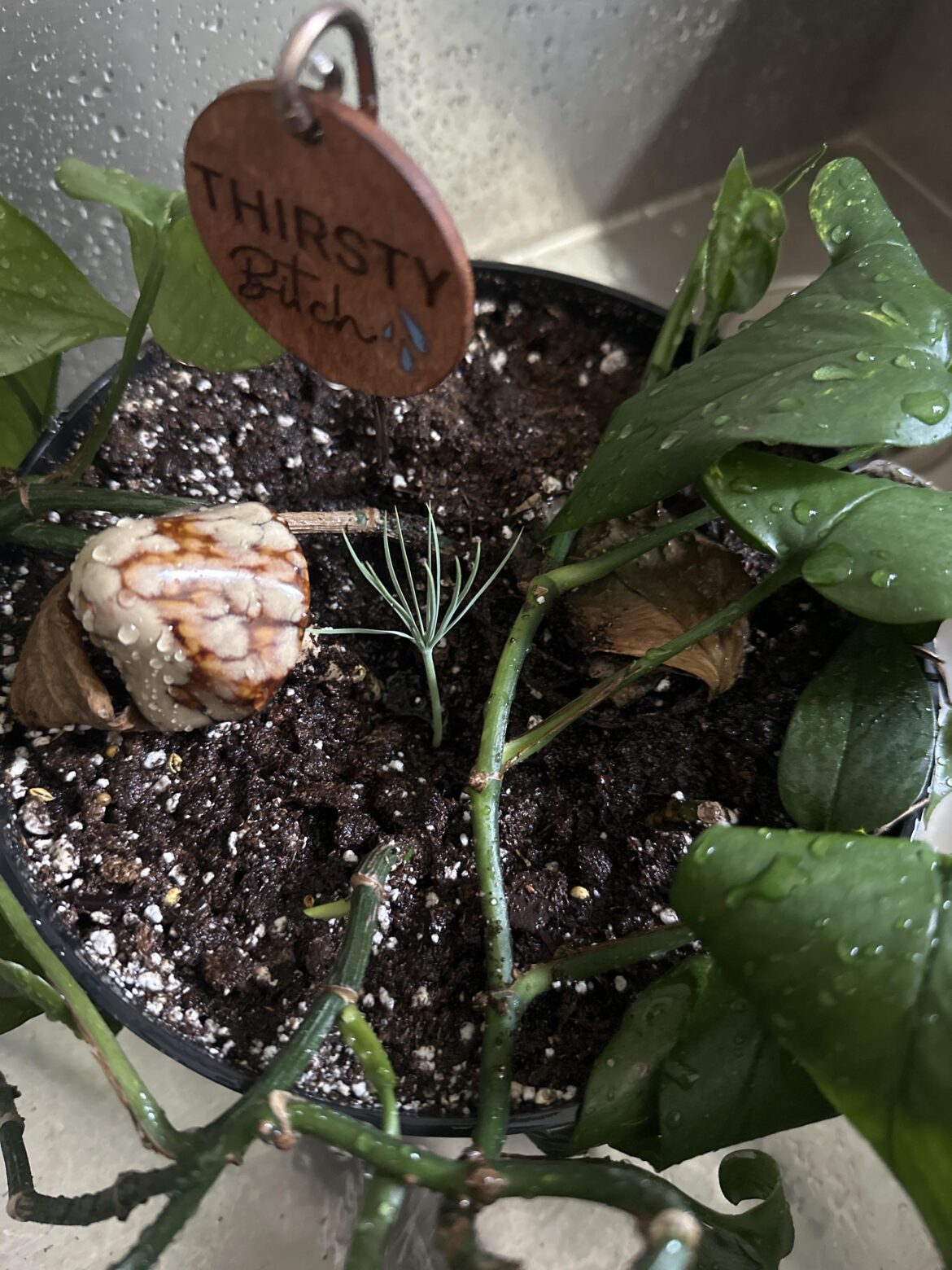 Uhh… possible pine sprout in my pothos??