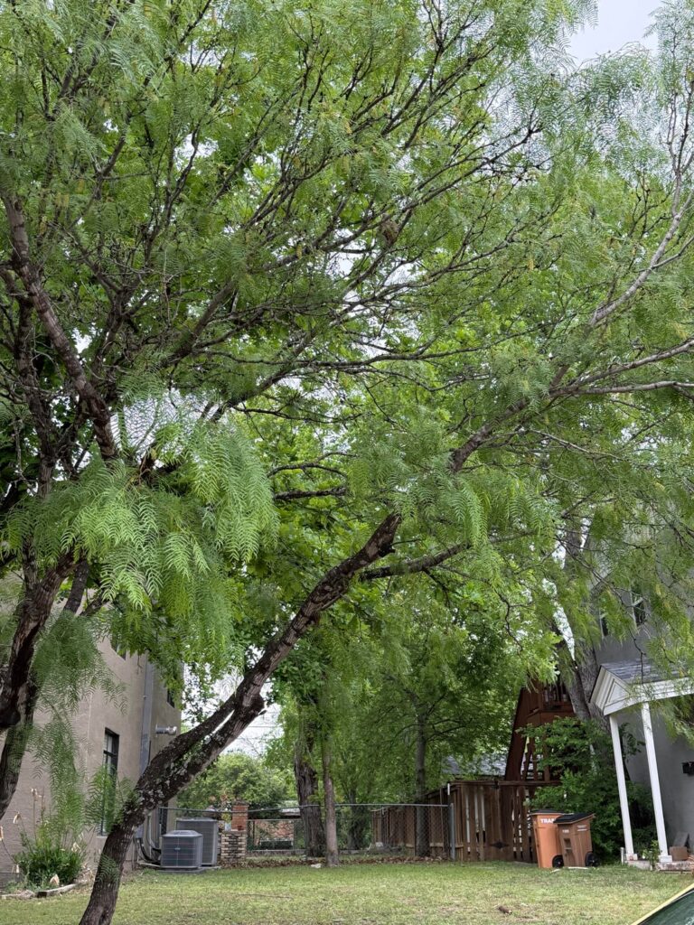 Tree ID please