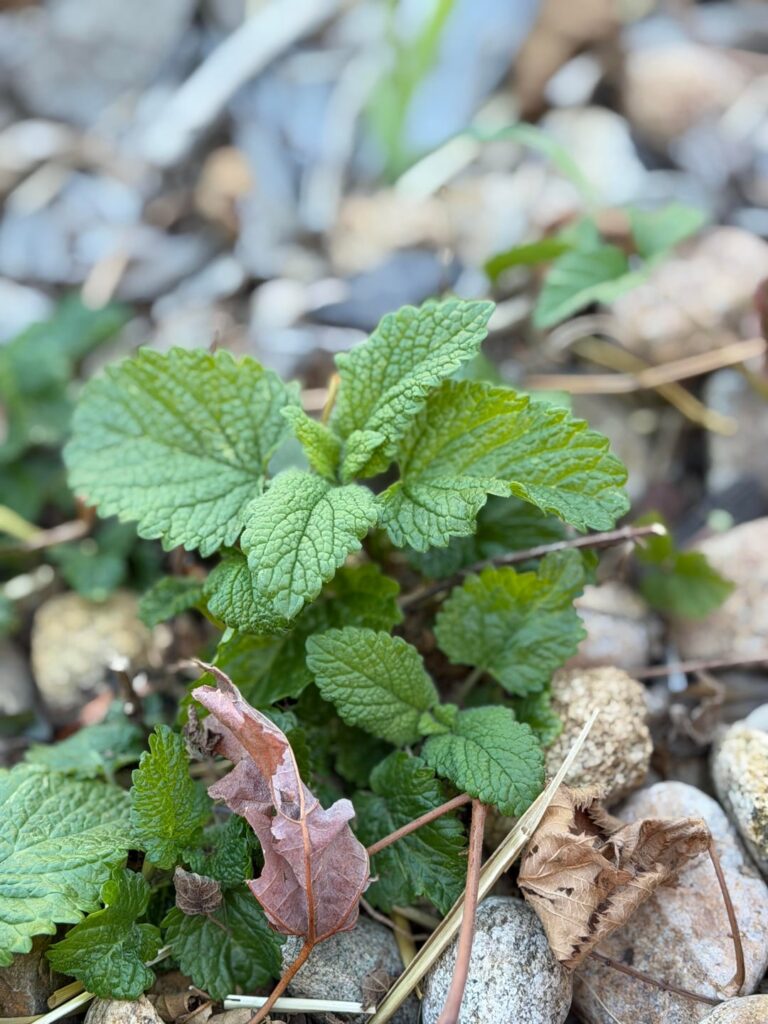 Can’t tell if this is mint or not