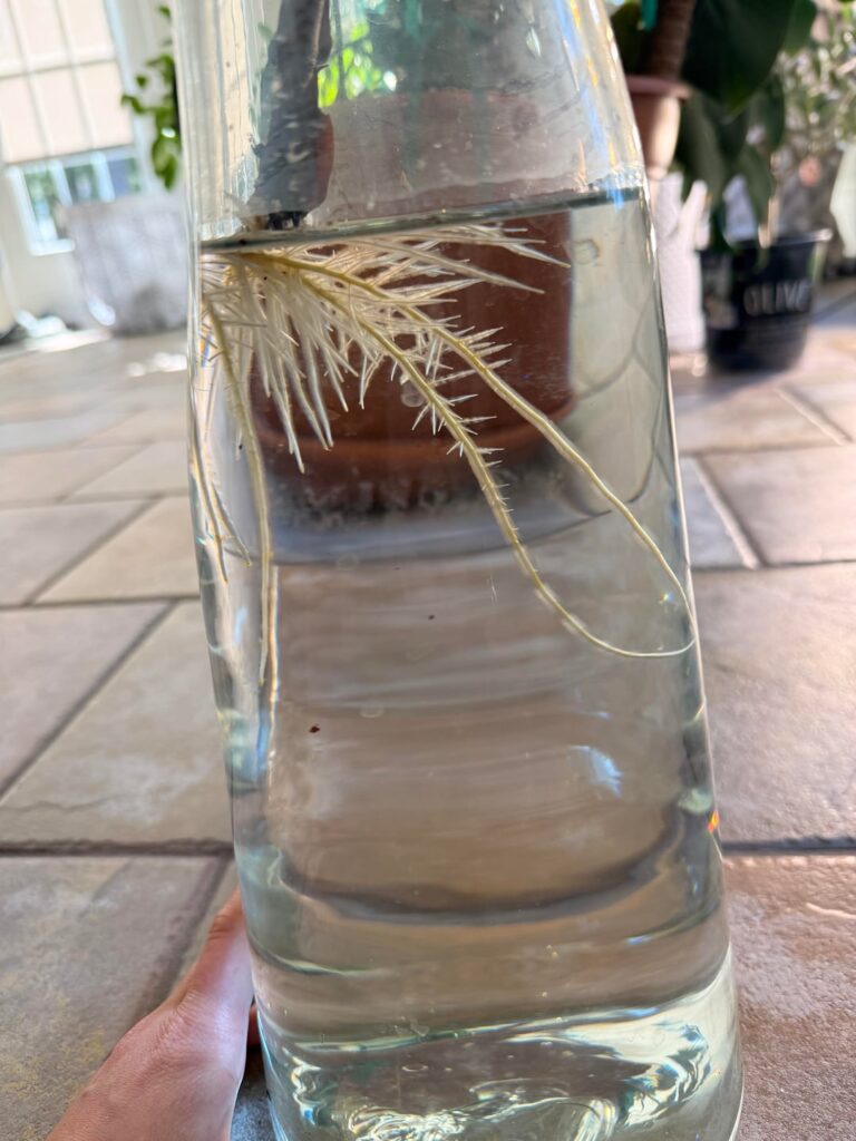 When to pot?