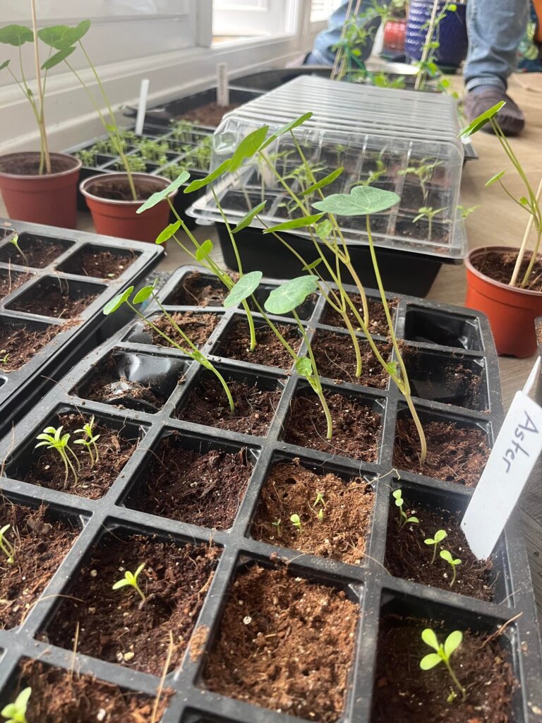 What should I do with my nasturtium?