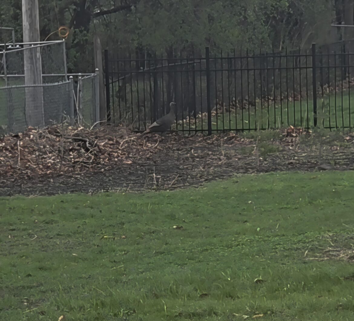 I moved back to the house I grew-up in. Started planting natives 3 years ago.  In my 48 years, I have never seen a turkey anywhere near here.  Now I have one pecking around my native patch.