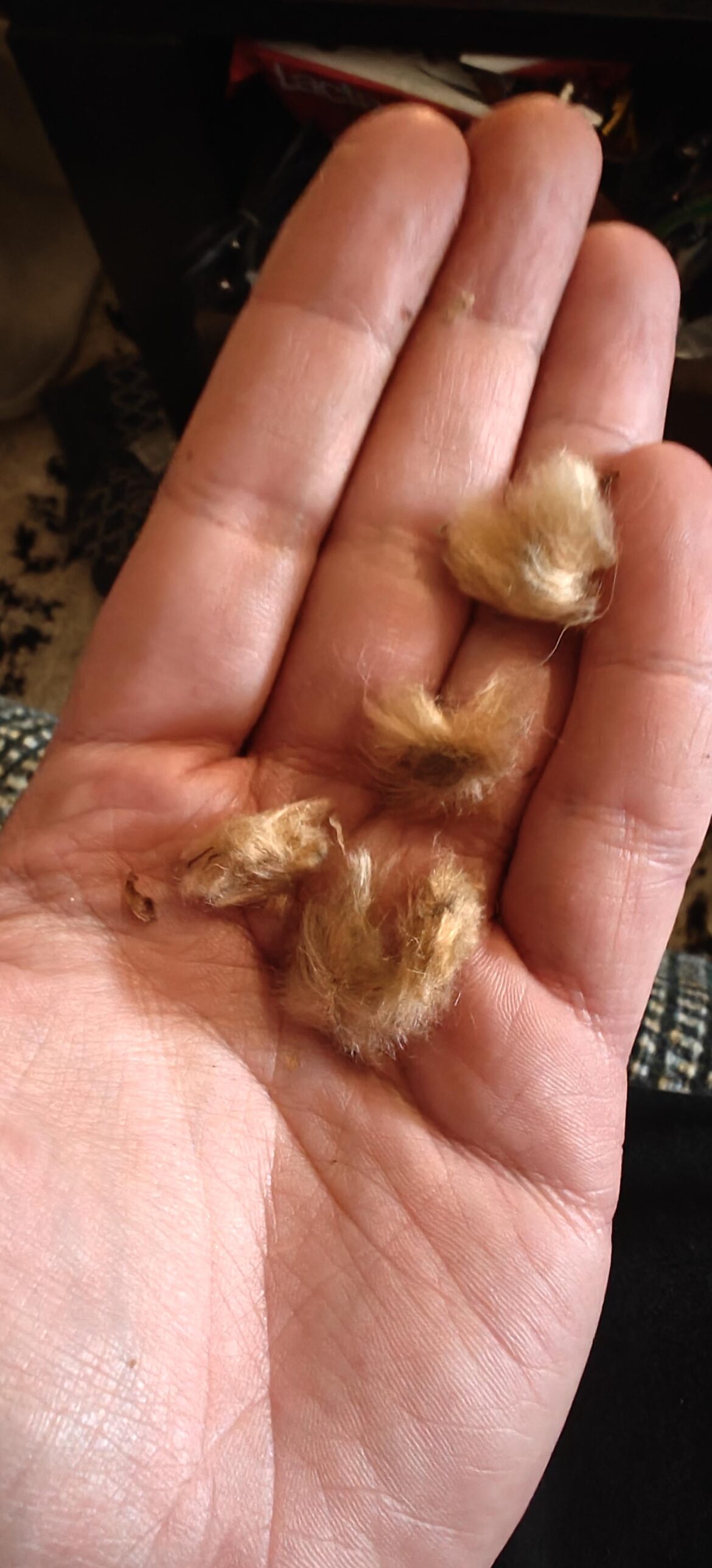 Question on Ipomoea lapidosa seeds
