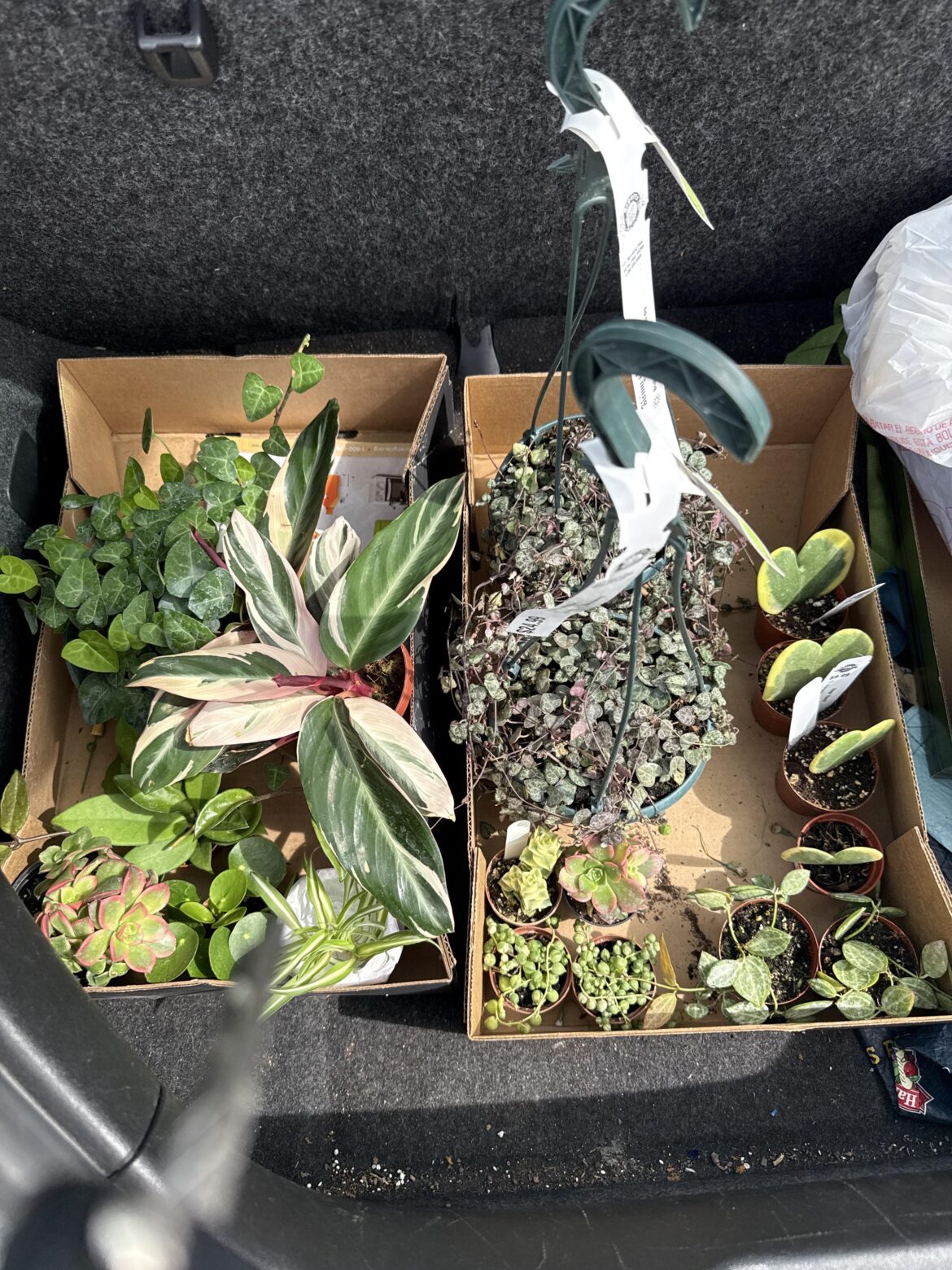 What I picked up today 😍❤️String of watermelons, hearts, variegated string of pearls