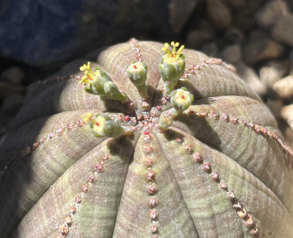 Is my Euphorbia obesa male or female?