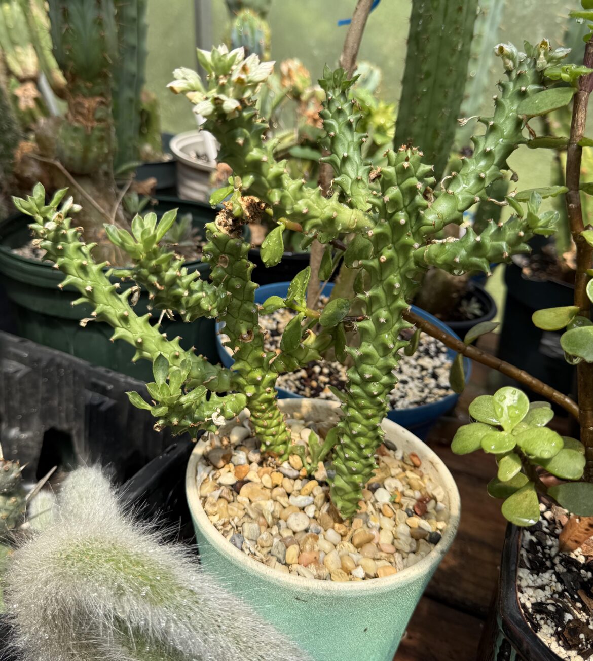 Euphorbia guentheri (monadenium)in bloom