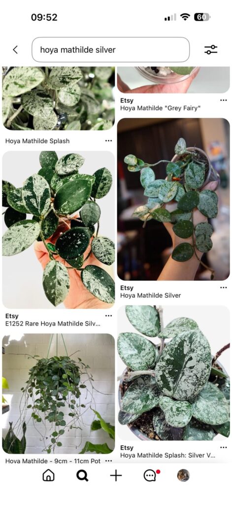 Are they both just hoya mathilde splash? Are they both just hoya mathilde splash?