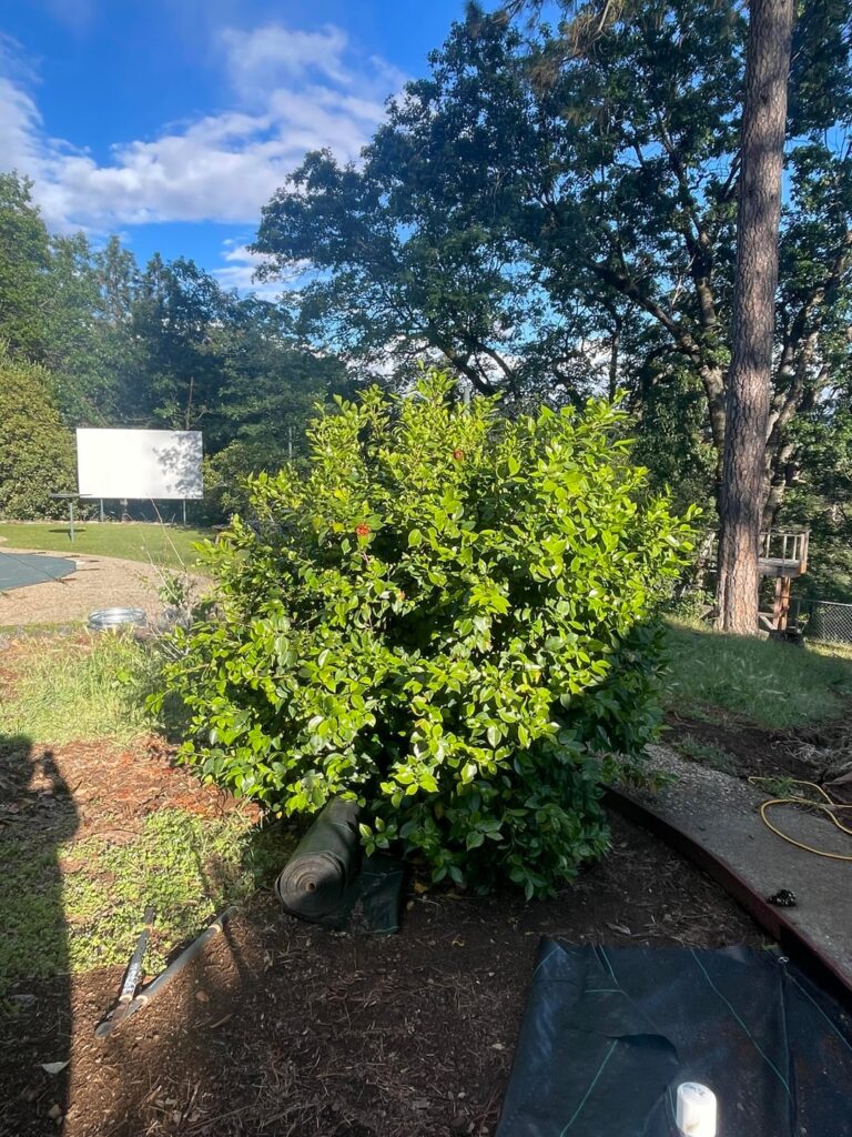 Help me trim my [camellia] bush.