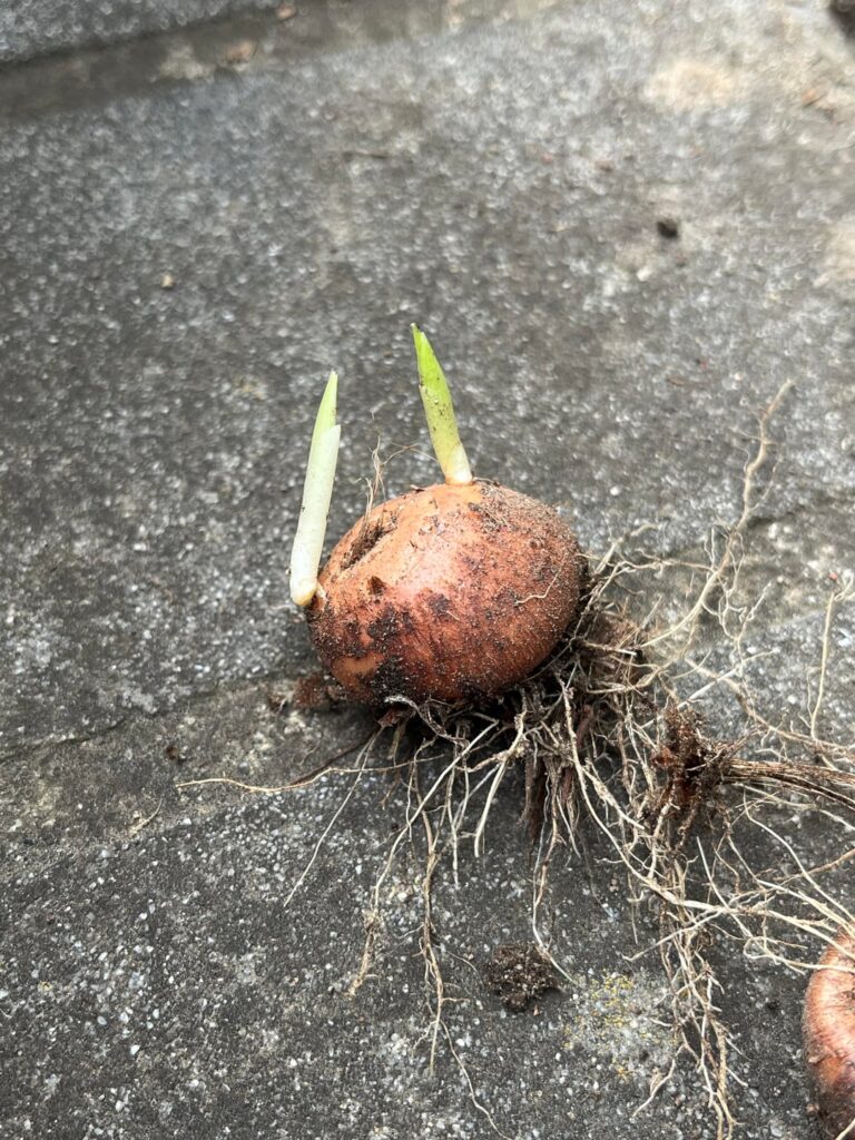 What is this???