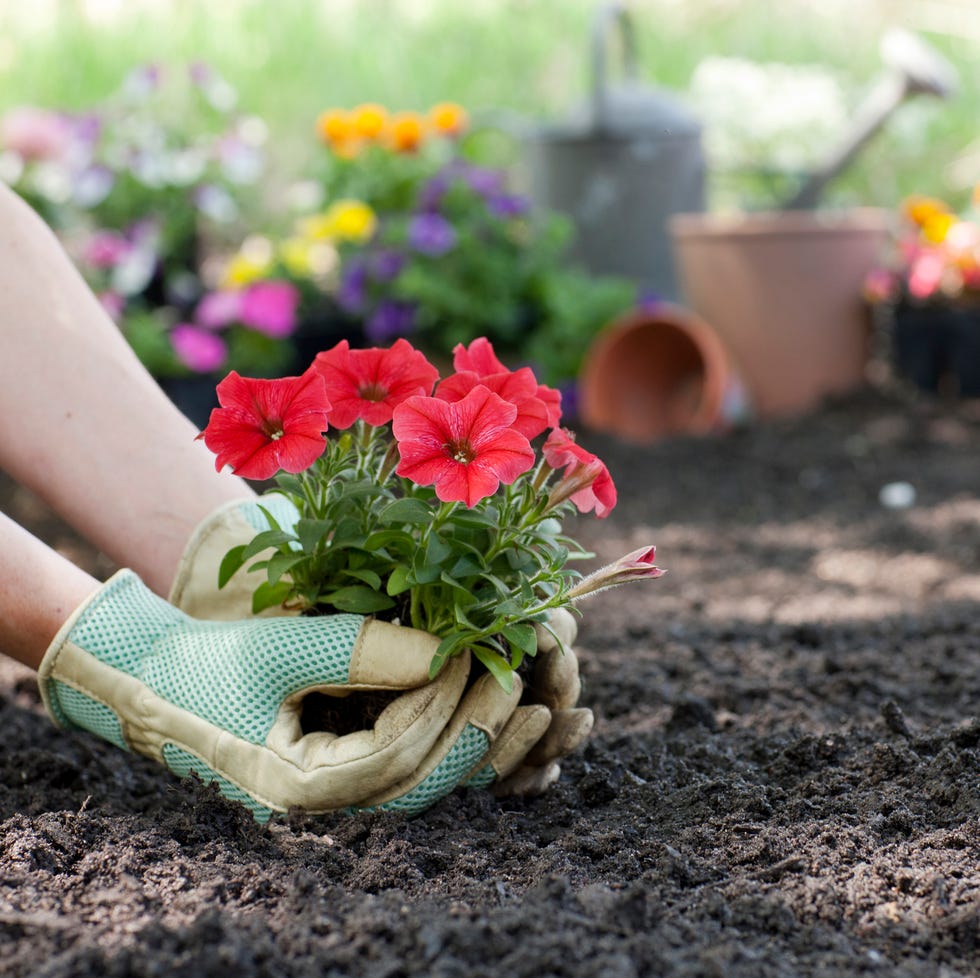 Woman planting spring Petunia flowers in her garden woman planting petunia flowers in her garden