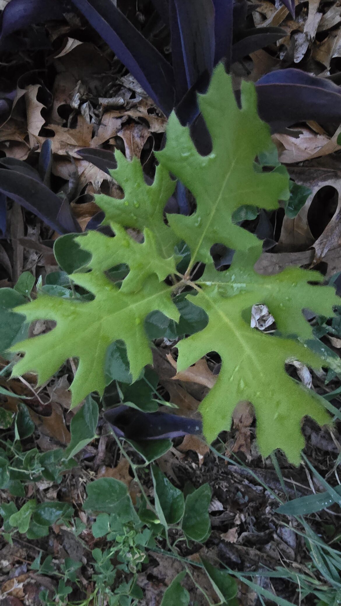 Oak?