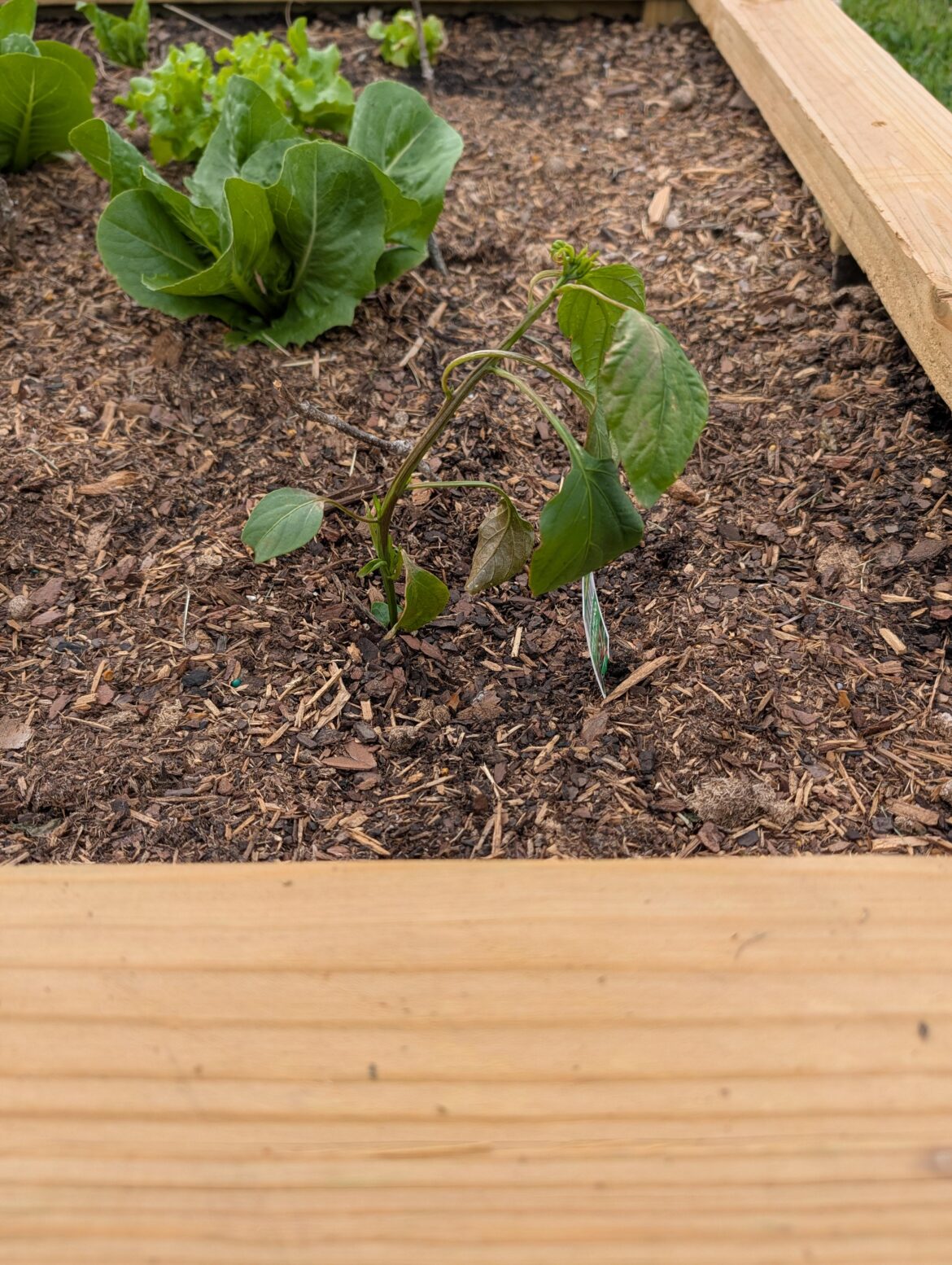 Amateur gardener, what am I doing wrong? Amateur gardener, what am I doing wrong?