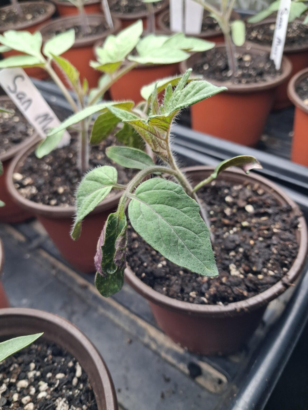 What causes leaves to curl like this?