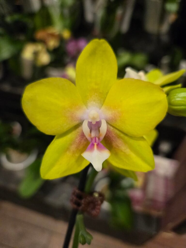 Grocery store phals I regret NOT buying