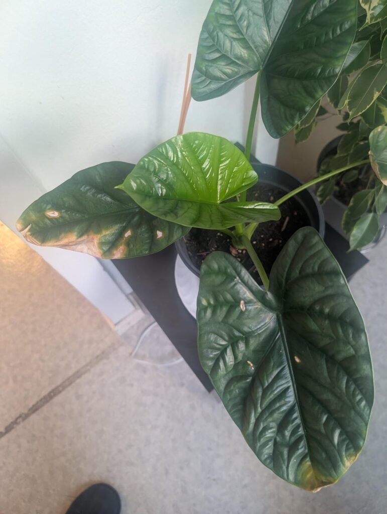 Really need advice with my alocasia Really need advice with my alocasia