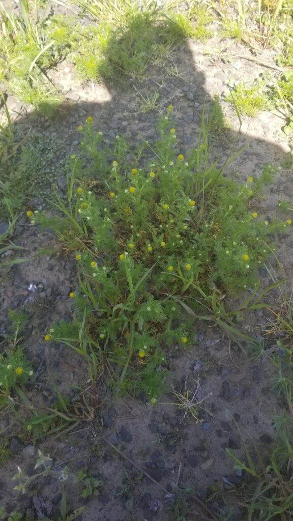 What plant is this?