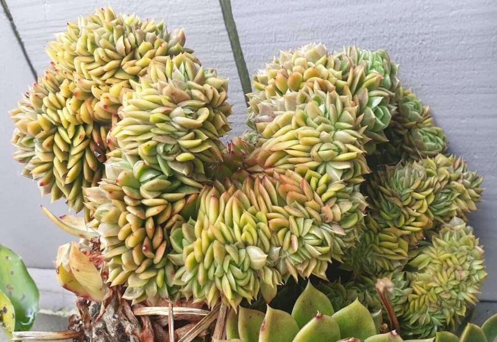 Echeveria agavoides var. 'Water Lily' cristata