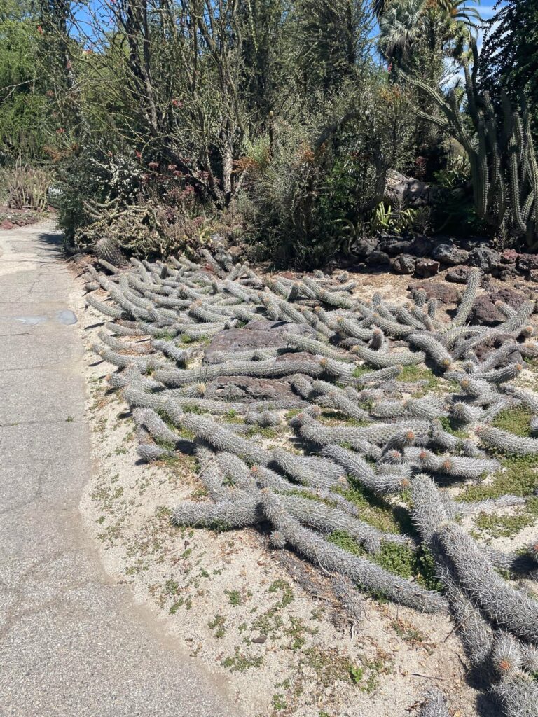 Stenocereus eruca (Creeping Devil Cactus)