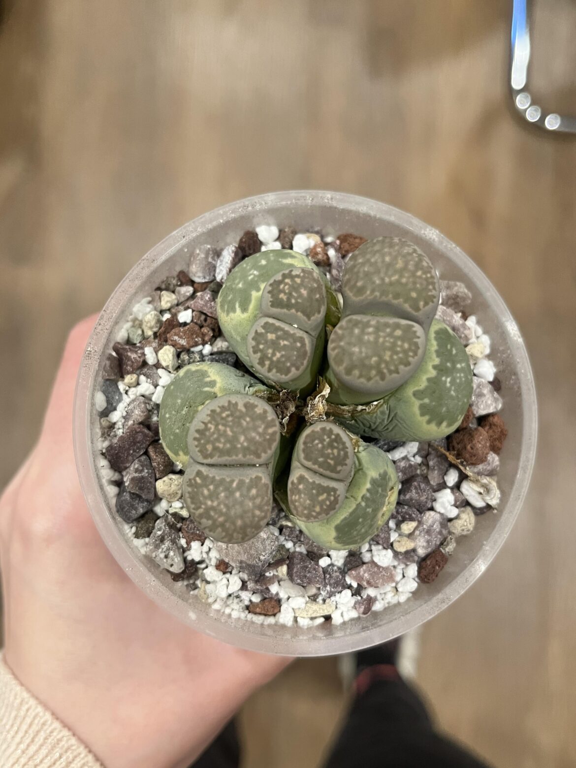 Does my soil mix seem right?