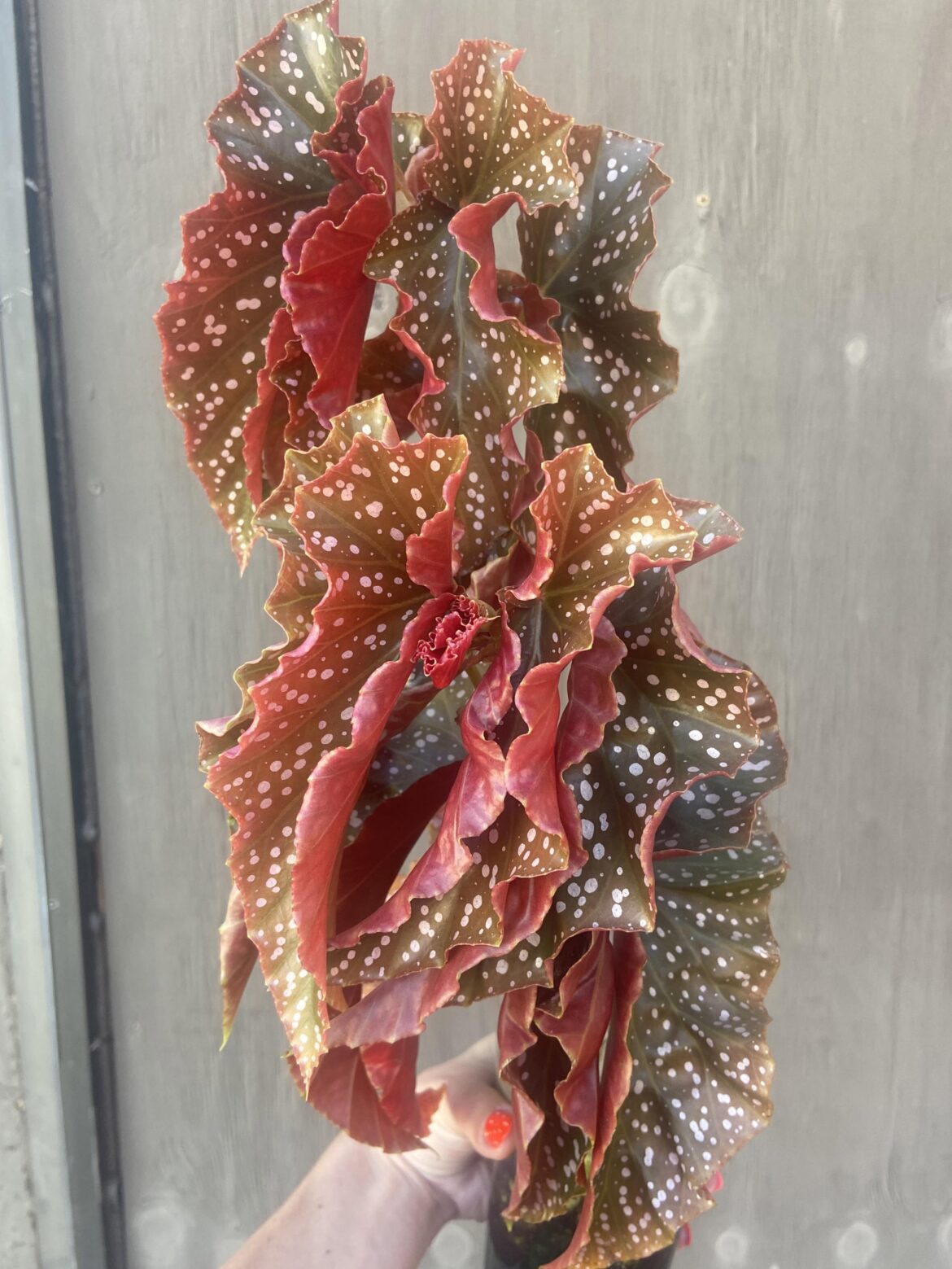 Rosie Begonia