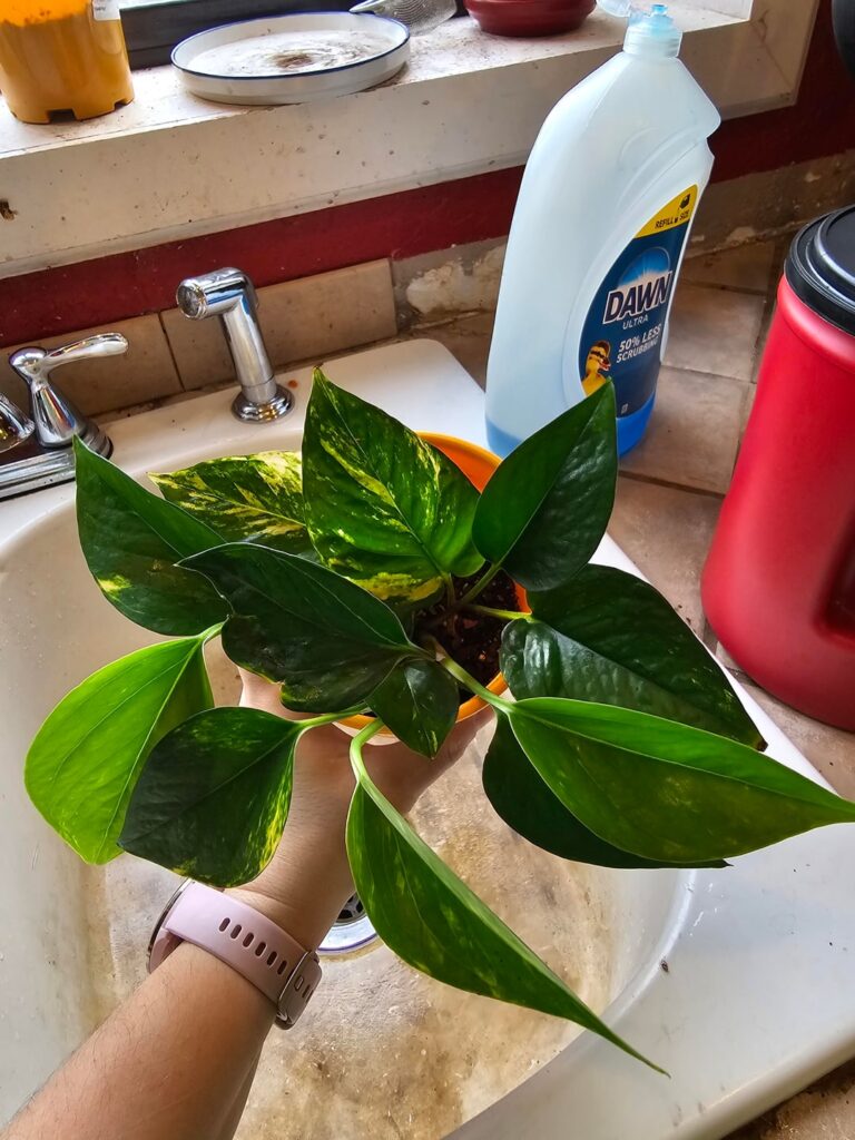 Pothos Got a New home today. Pothos Got a New home today.